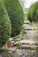 Stone path and steps between an avenue of Chamaecyparis lawsoniana 'Fletcheri' at East Lambrook Manor in February