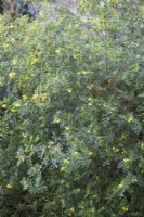 Coronilla valentina subsp. glauca in February