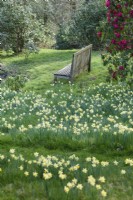 Wooden seat in front of rhododendron amongst wild daffodils, Narcissus pseudonarcissus, on grassy slopes at Perrycroft, Herefordshire in March