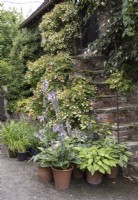 External stairs leading above visitor centre, hostas in pots 