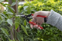 Niwaki Garden Snips, in use to trim a chilli plant, cutting back, pruning