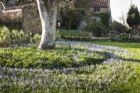 Naturalised Crocus tommasinianus around a tree on the front lawn at East Lambrook Manor in February