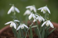 Galanthus 'Puck' in February
