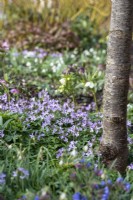 Cardamine quinquefolia and hellebores in the woodland garden at East Lambrook Manor in February