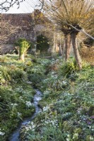 The Ditch, full of snowdrops below pollarded willows at East Lambrook Manor in February