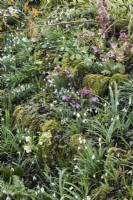 Hellebores and snowdrops amongst mossy stones in The Ditch at East Lambrook Manor in February