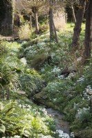 The Ditch studded with snowdrops in East Lambrook Manor in February