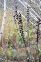 Acanthus mollis seedheads amongst colourful winter stems in February
