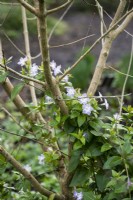 Vinca difformis 'Jenny Pym' growing through a deciduous shrub in February