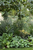 Green themed border with ferns, Cimicifuga and grasses, RHS Chelsea 2021,  Queen's Green Canopy Garden