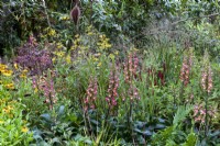 Inula, Persicaria and Foxgloves in late flowering cottage style border, RHS Chelsea Flower Show 2021,Blue Diamond Forge Garden