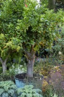 Citrus x sinensis - orange tree in a copper container surrounded by Brassicas, RHS Chelsea Flower Show 2021, RHS Cop 26 Garden