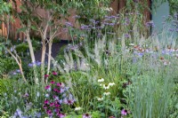 Perennial garden border with Echinacea purpurea 'Magnus', Echinacea 'Chiquita', Pennisetum alopecuroides 'Little Bunny' and Asters.  RHS Chelsea Flower Show 2021, Florence Nightingale Garden