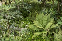 Ferns and shade loving plants in green themed border at RHS Chelsea Flower Show 2021, Trailfinders Garden