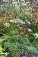 Selinum wallichianum in a mixed late flowering border