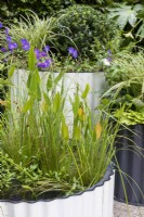 Pontederia cordata and Geranium 'Rozanne' in corrugated metal water container. 