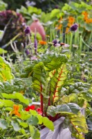 Swiss chard ' Bright Lights' in raised bed.