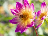 Dahlia 'Bright Eyes' with pollinating bee