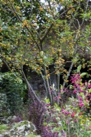 Crab Apple in informal autumn border, RHS Chelsea Flower Show 2021,Blue Diamond Forge Garden