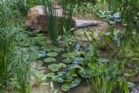 Tranquil pond planted with Nymphaea alba, Equisetum hyemlae, Gunnera manicata, Pontederia cordata , RHS Chelsea 2021, Guangzhou Garden