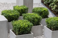 Box topiary in modern stone containers, RHS Chelsea Flower Show 2021, A Tranquil Space in the City