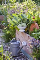 Harvested kohlrabi, watering can and raised bed.