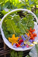 Trug with harvested edible flowers - borage, courgette, daylilies, nasturtium, chives, lavender and Swiss chard.