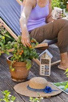 Woman relaxing on decked patio drinking tea and picking pot grown tomatoes.