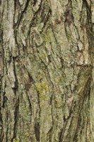 Cercidiphyllum japonicum - Katsura Tree bark detail, Quebec, Canada - August