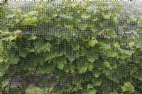 Vitis 'Marechal Foch' - Wine Grape VInes protected with netting in summer, Montreal Botanical Garden, Quebec, Canada - August