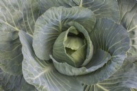 Brassica oleracea alba - White Cabbage in summer - August
