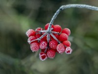 Red berries of  Viburnum lantana, Wayfaring tree, in December frost  winter 