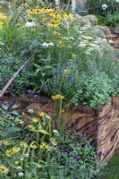 Wooden patterned, raised bed with late summer Echinacea, Rudbeckia, Nepetas and Salvia