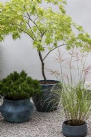 Miscanthus sinensis, Acer palmatum and a pine, in containers in small courtyard.  RHS Chelsea Flower Show 2021, A Tranquil Space in the City