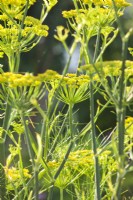 Foeniculum vulgare - fennel