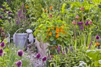 Nasturtium, marigold, Allium sphaerocephalon, Teucrium hircanicum and various herbs in raised bed and a watering can.
