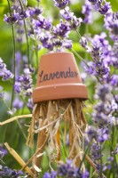 Lavandula angustifolia and an upturned clay pot label filled with straw being used as a small bug shelter.