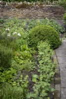 Alchemilla mollis, Lady's  Mantle edging path in cottage garden. Box ball topiary behind.