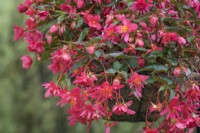 Begonia 'Funky Pink'