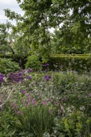 Gladiolus communis subsp. byzantinus, Allium 'Purple Sensation' and Anthriscus 'Ravenswing' in cottage garden border