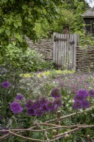 Allium 'Purple Sensation' in cottage garden, support provided by rustic hazel plant support