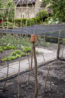 Fruit cage with netting to stop birds