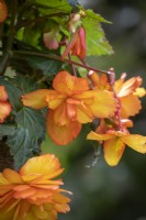 Begonia 'Illumination Golden Picotee'
