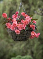 Begonia 'Sweet Spice English Rose'