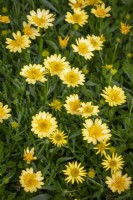 Osteospermum '3D Yellow' - African daisy