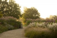 Ornamental grasses at sunrise around a paved path in the Millennium Garden at Pensthorpe Natural Park.