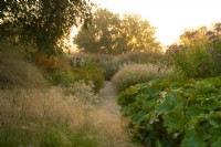 Darmera peltata - Umbrella Plant, Persicaria, Eupatorium purpureum, and ornamental grasses at sunrise along a path through the Millennium Garden at Pensthorpe Natural Park.