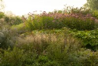 Eupatorium purpureum 'Maculatum' - Joe Pye Weed, Darmera peltata and Verbena bonariensis and ornamental grasses in the  Oudolf field in the Millennium Garden at Pensthorpe Natural Park.