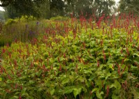 A border of Persicaria amplexicaulis  'Firedanse' - Knotweed - in the Oudolf field in the Millennium Garden at Pensthorpe Natural Park.
