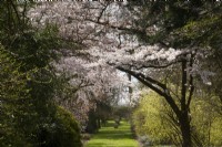 Flowering cherry - Prunus yedoensis on Lannings Walk at Thenford Gardens and Arboretum, Thenford, Banbury, Oxfordshire, UK